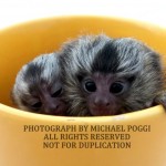 Marmosets in a cup