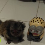 Baby Marmoset for sale