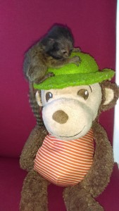 Baby Marmoset for sale
