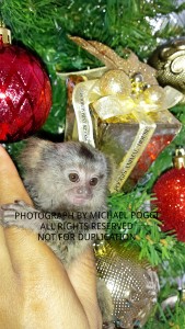 Christmas marmoset