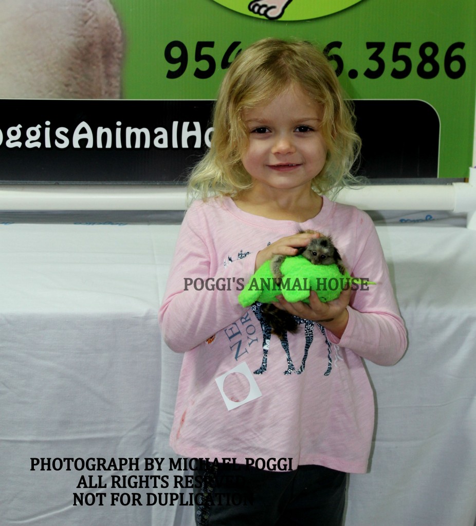 Little girl holding marmoset - Baby Marmoset For Sale