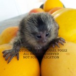 baby marmoset