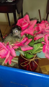 Baby Marmoset in roses