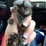 Marmoset for sale in Florida