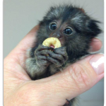Baby Marmoset for sale in Florida